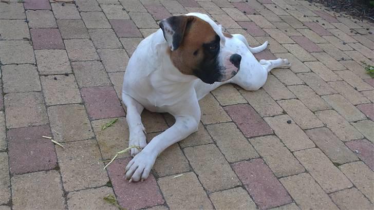 Amerikansk bulldog Hemi billede 1