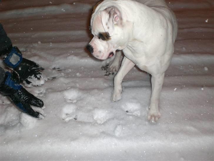 Amerikansk bulldog Hemi - <3 billede 2