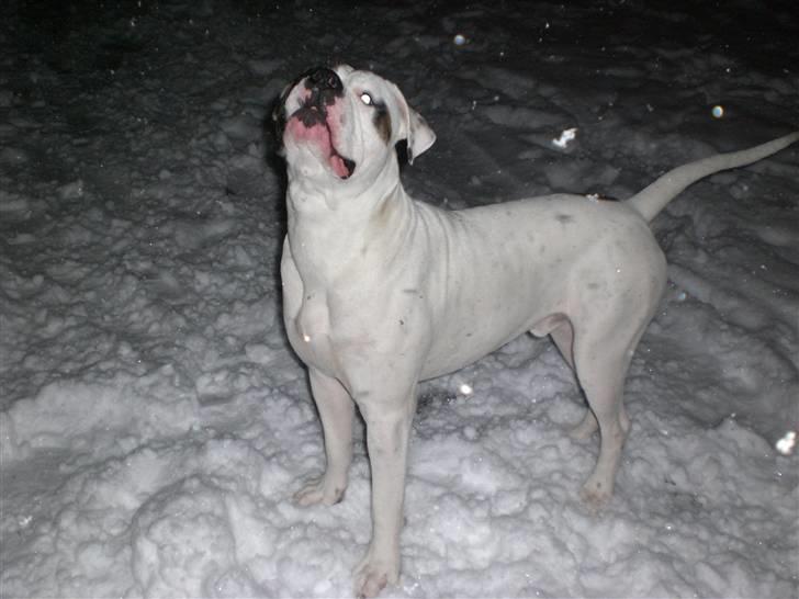 Amerikansk bulldog Hemi - <33 billede 3