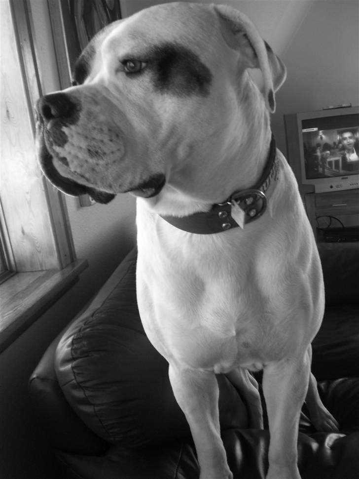 Amerikansk bulldog Hemi - 1år billede 4