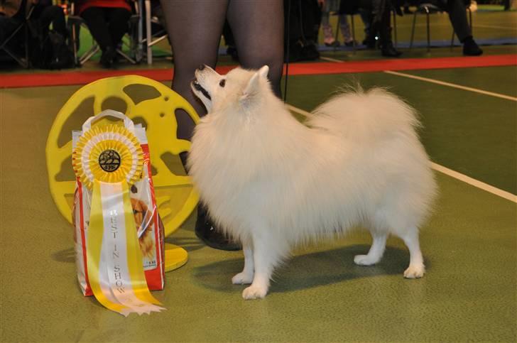 Japansk spids Yokiko - Yokiko BIS3 Nyborg billede 7