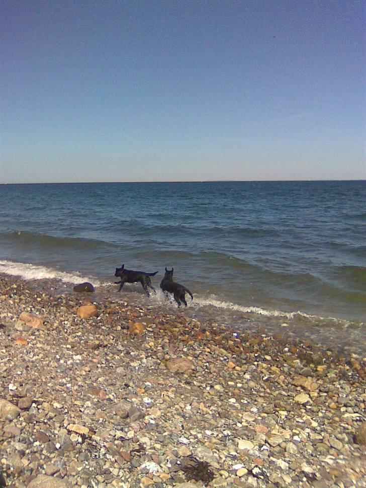 Labrador retriever Dolly *RIP* <3 billede 16