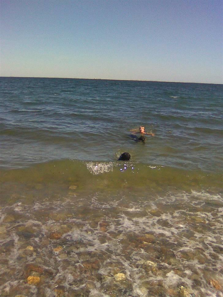 Labrador retriever Dolly *RIP* <3 - Ude og bade med min søster :b billede 17