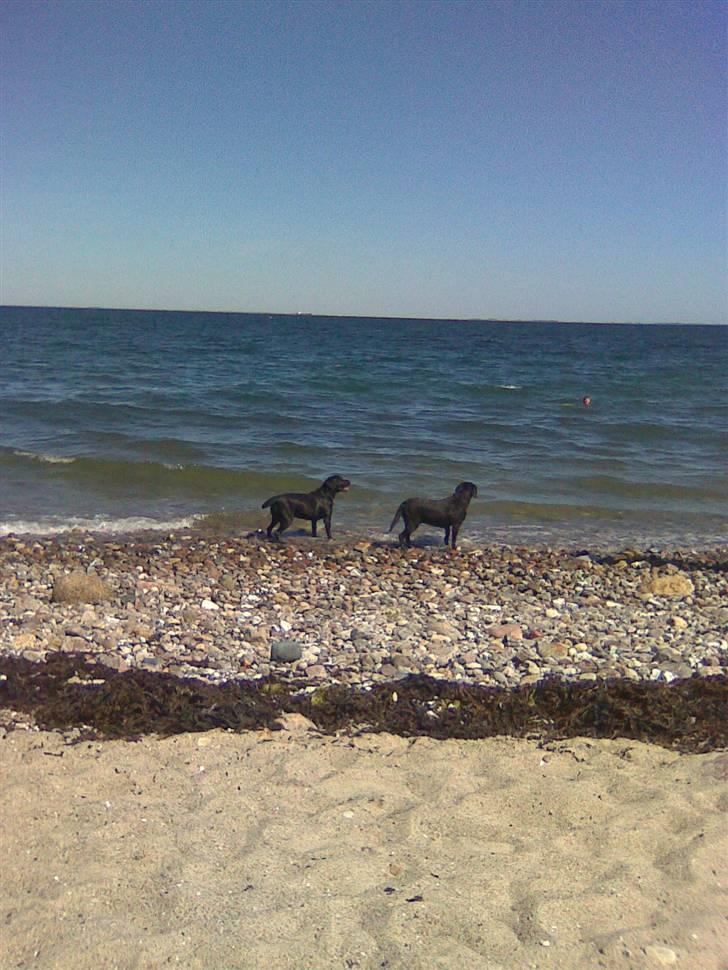 Labrador retriever Dolly *RIP* <3 - Hundene på stranden i sommers .  billede 18