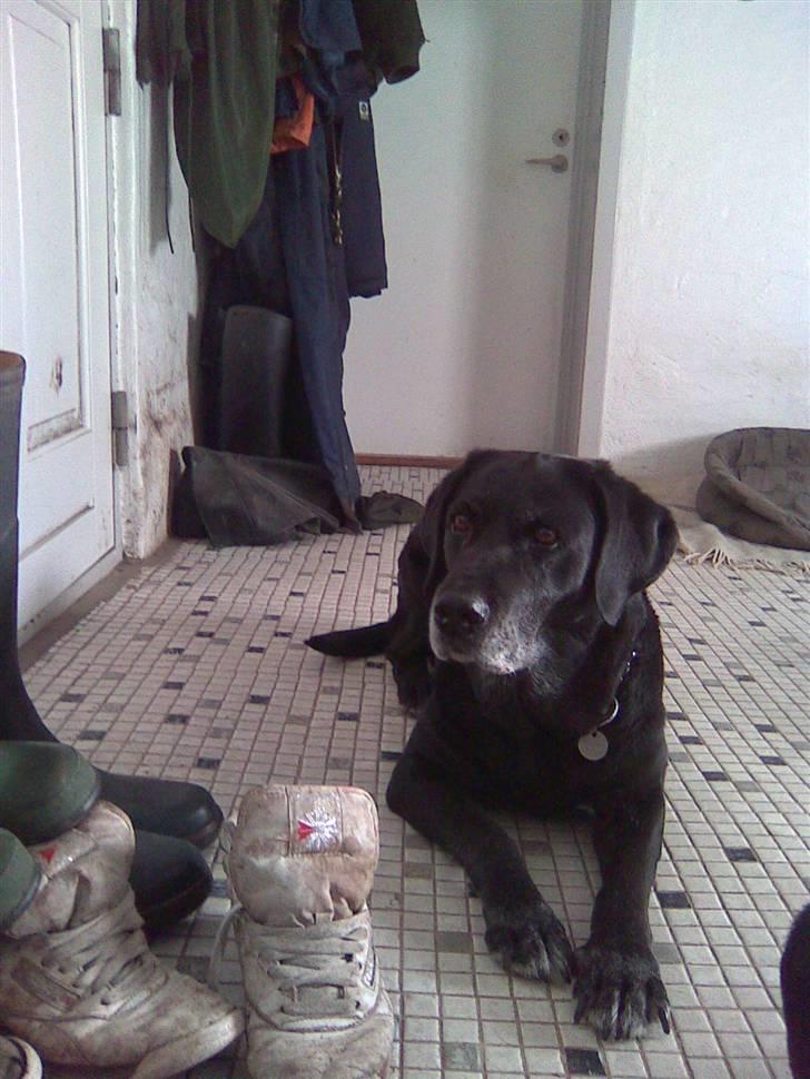 Labrador retriever Dolly *RIP* <3 - Dolly <3 billede 19