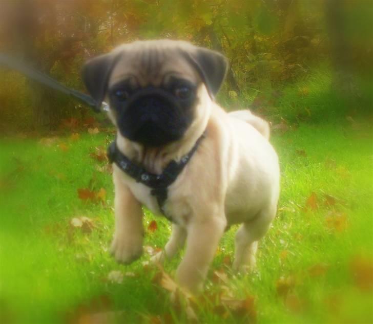 Mops Baloo billede 1