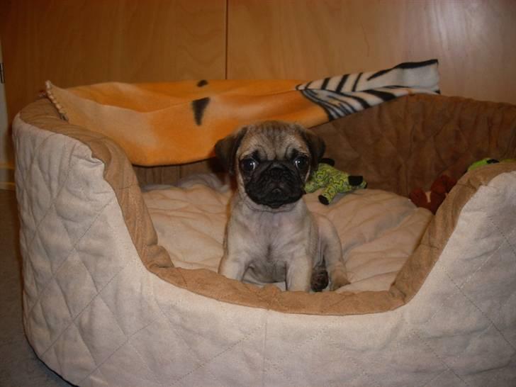 Mops Baloo billede 2