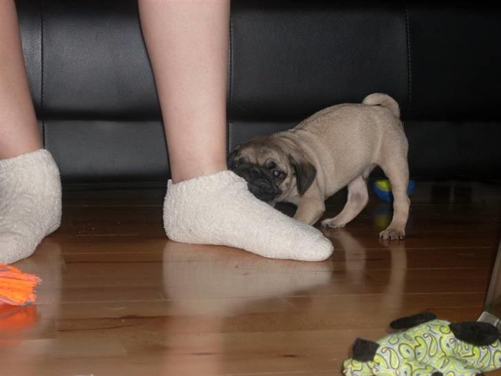 Mops Baloo billede 3