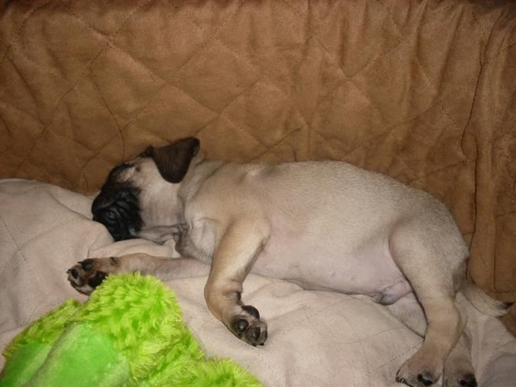 Mops Baloo billede 4