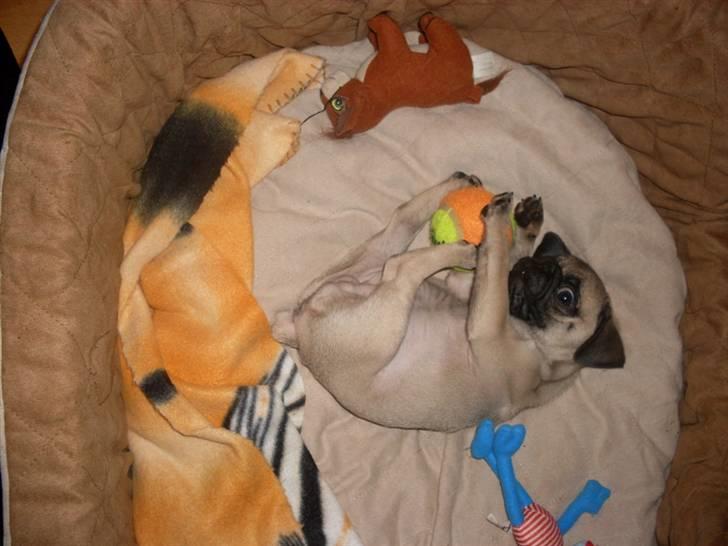 Mops Baloo billede 5