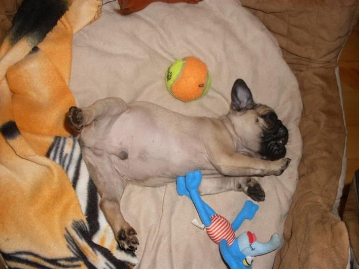 Mops Baloo billede 6