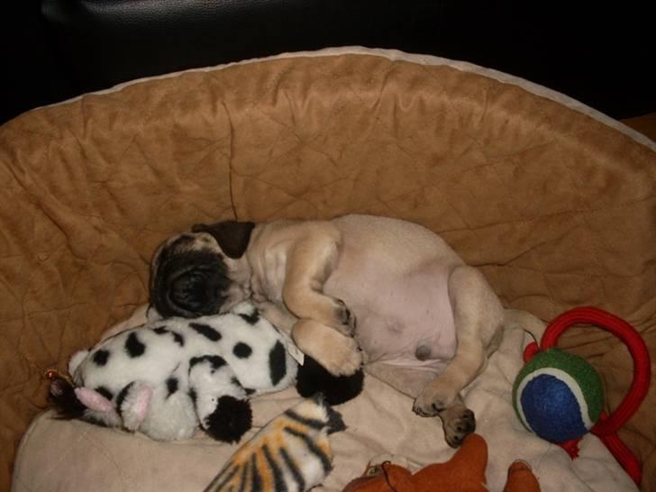 Mops Baloo billede 7