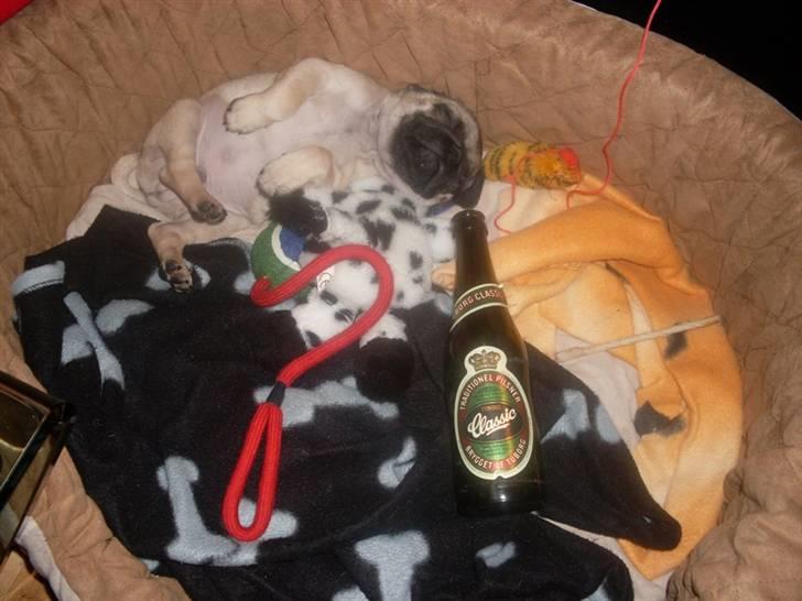 Mops Baloo billede 8