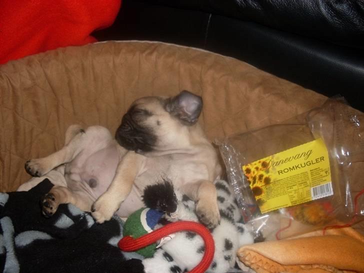 Mops Baloo billede 9