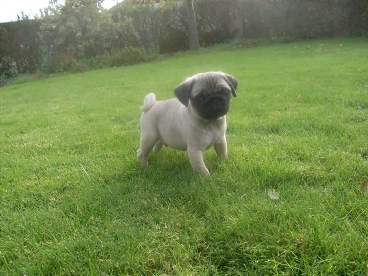 Mops Baloo billede 10