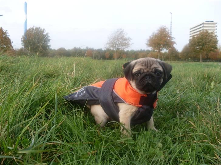 Mops Baloo billede 11