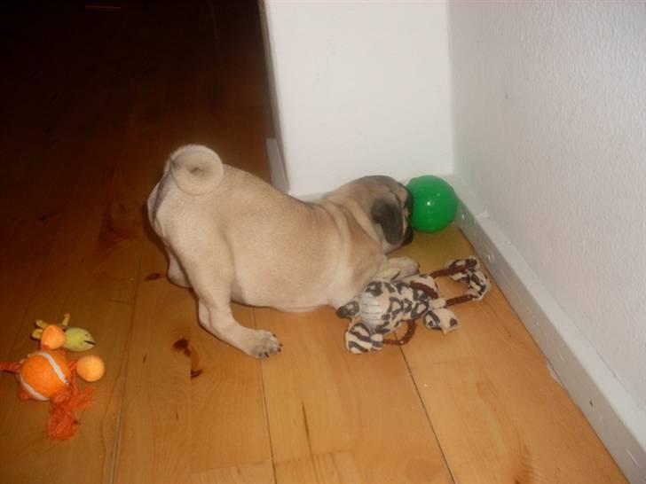 Mops Baloo billede 12