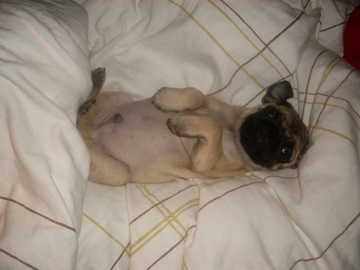 Mops Baloo billede 13