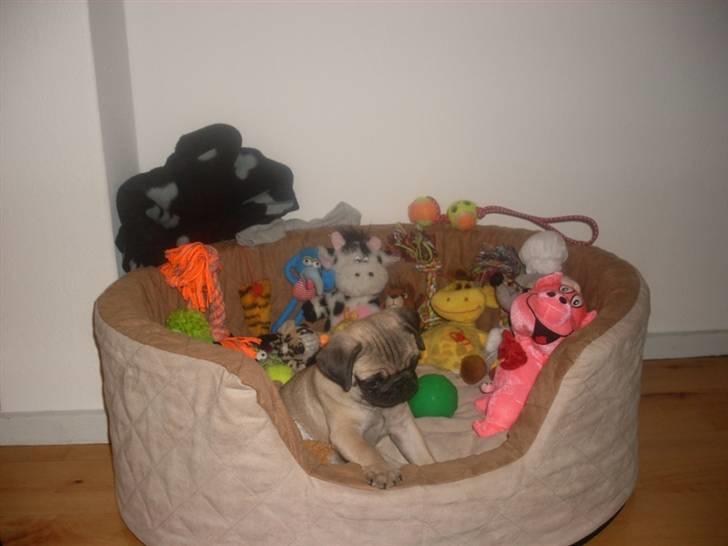 Mops Baloo billede 14