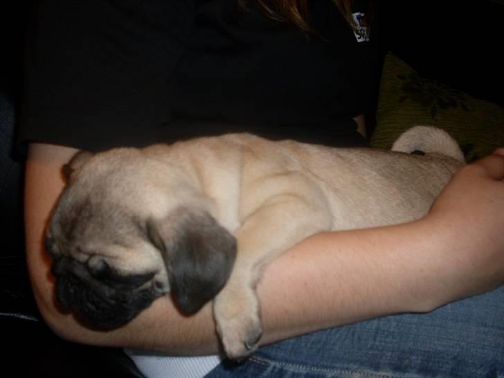 Mops Baloo billede 15