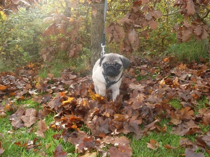 Mops Baloo billede 16