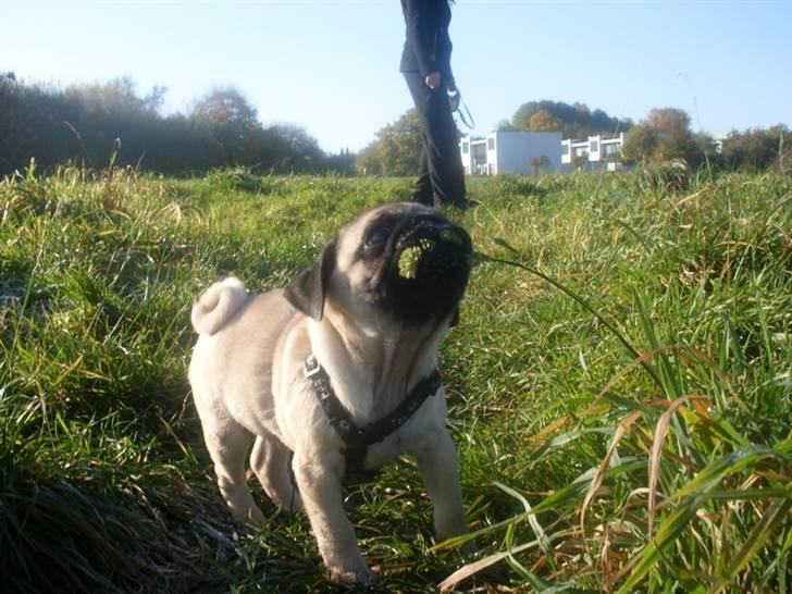 Mops Baloo billede 17