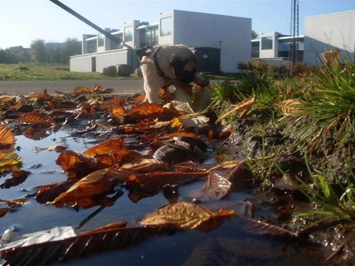 Mops Baloo billede 18