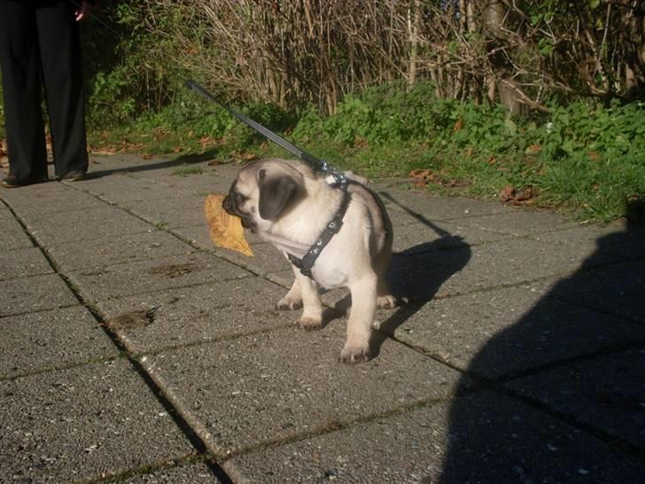 Mops Baloo billede 19