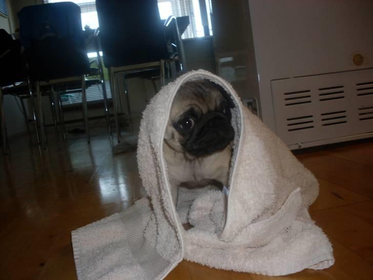 Mops Baloo billede 20