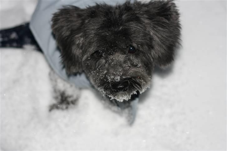 Bichon havanais Pretty Bears' Femme Soffi - Velkommen til (¤ Team Skipper Spring ¤) By: T.E.Ø billede 1