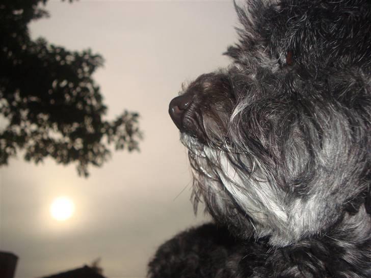 Bichon havanais Pretty Bears' Femme Soffi - By: T.E.Ø billede 2