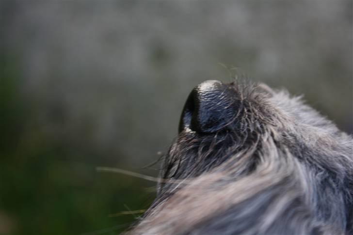 Bichon havanais Pretty Bears' Femme Soffi - By: T.E.Ø billede 3