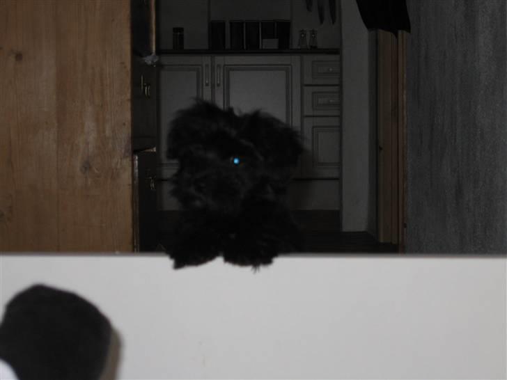 Bichon havanais Pretty Bears' Femme Soffi - Hvalp By: A.E.Ø billede 4