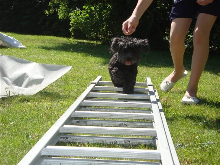 Bichon havanais Pretty Bears' Femme Soffi - By: T.E.Ø billede 5