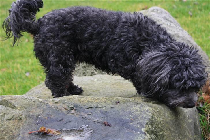 Bichon havanais Pretty Bears' Femme Soffi - By: T.E.Ø billede 6