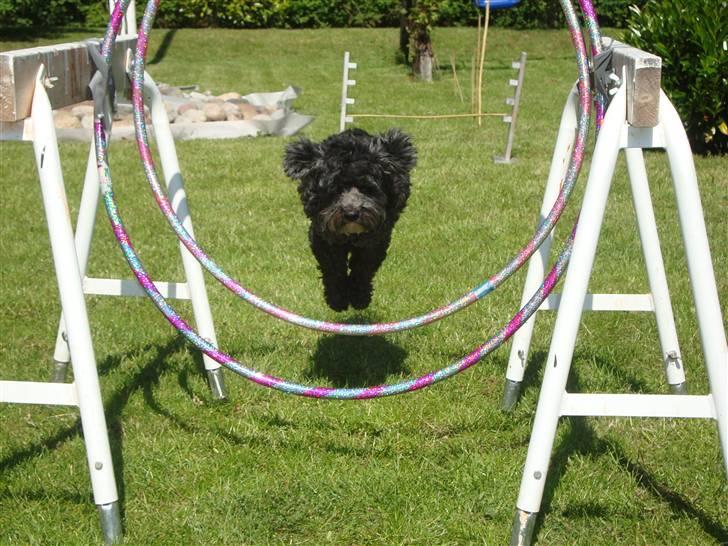 Bichon havanais Pretty Bears' Femme Soffi - By: T.E.Ø billede 7