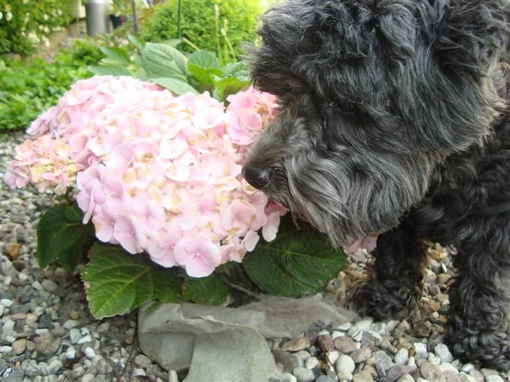 Bichon havanais Pretty Bears' Femme Soffi - By: T.E.Ø billede 8