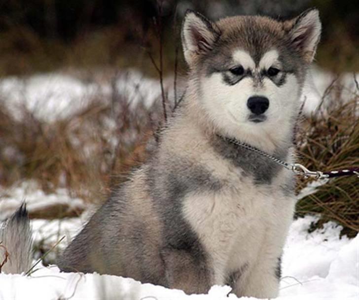 Alaskan malamute Emmelou billede 1