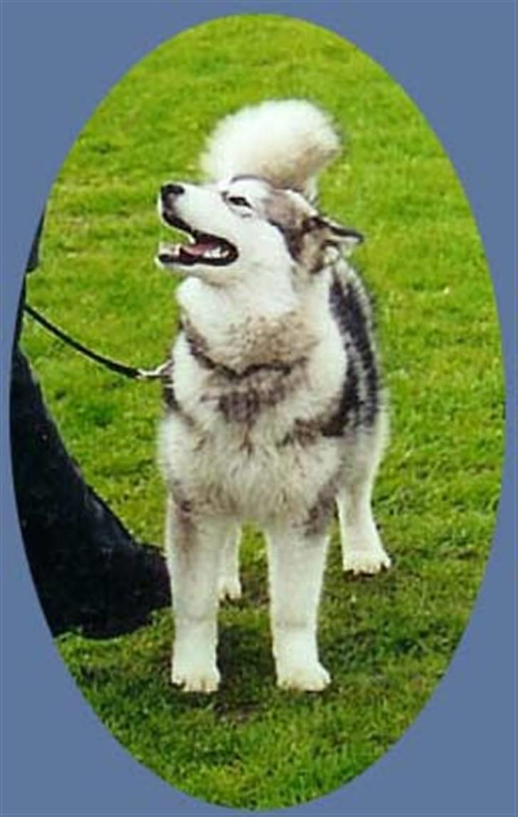 Alaskan malamute Emmelou billede 2