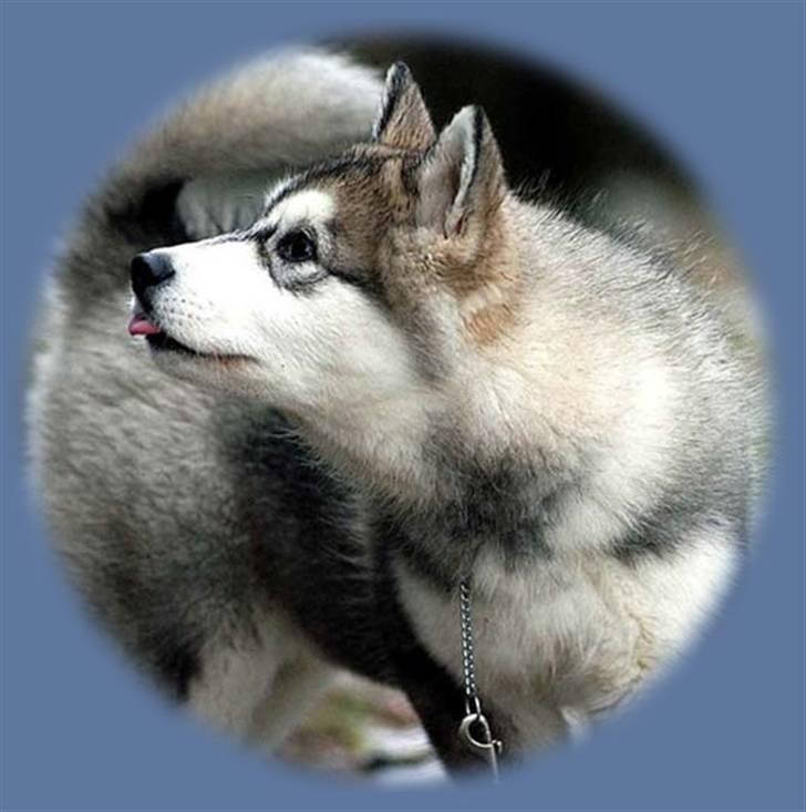 Alaskan malamute Emmelou billede 3