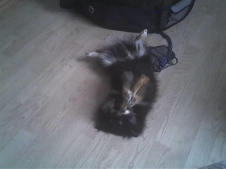 Pomeranian Gizmo billede 6