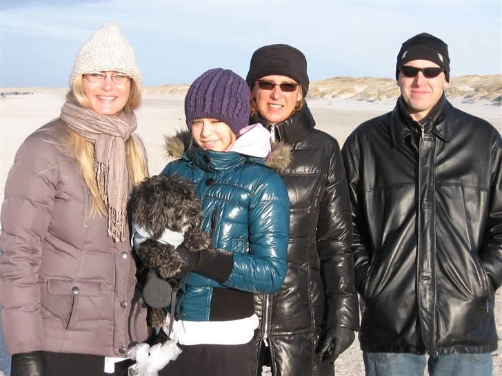 Bichon havanais Pretty Bears' Femme Soffi - By: J.M (Mor, Søs/mig, Faster, og farmand ) billede 9