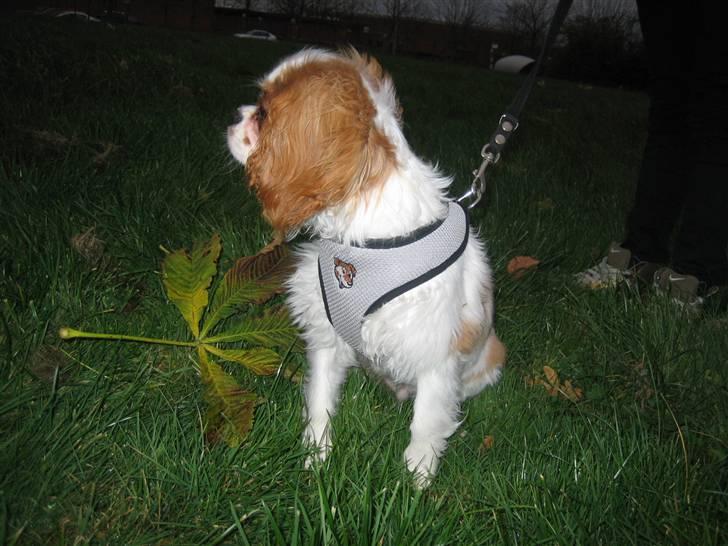 Cavalier king charles spaniel Kong Louie billede 9