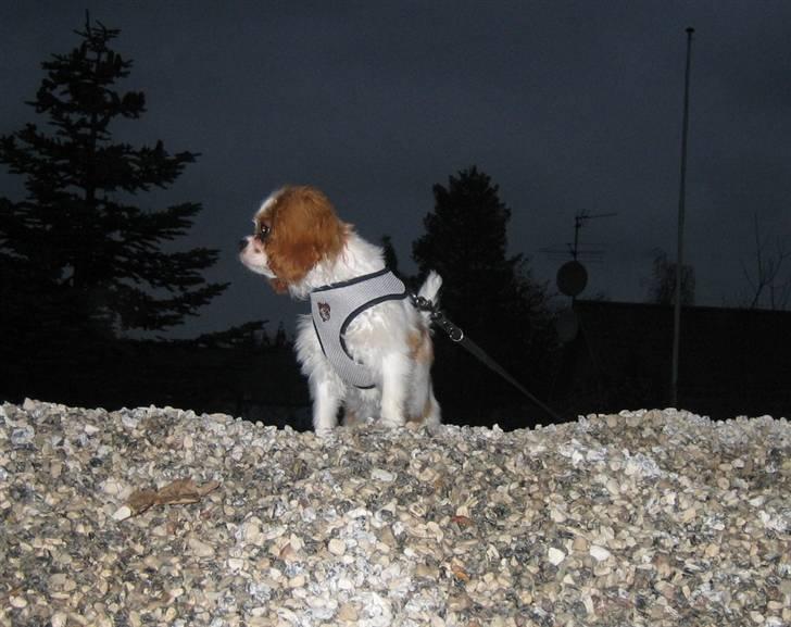 Cavalier king charles spaniel Kong Louie billede 10