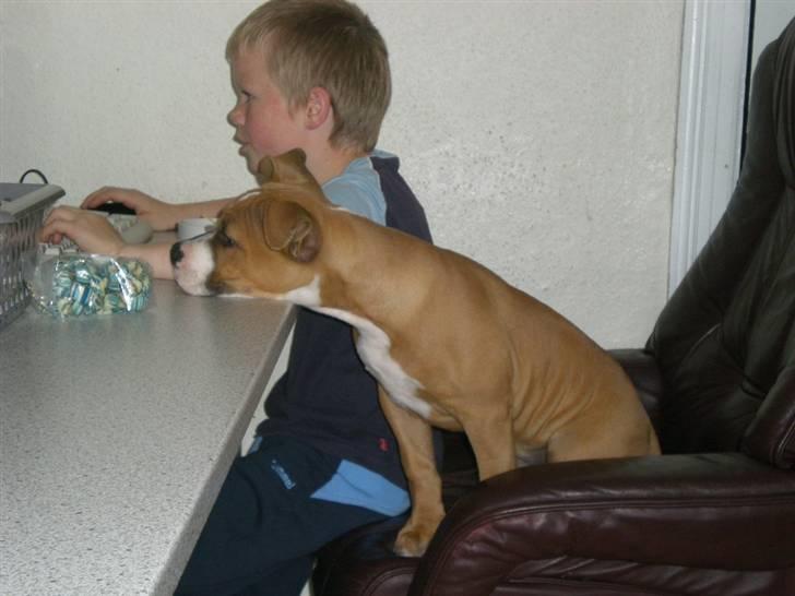 Amerikansk staffordshire terrier Bailey The Little Boss - Mmm.. Slik:) billede 17