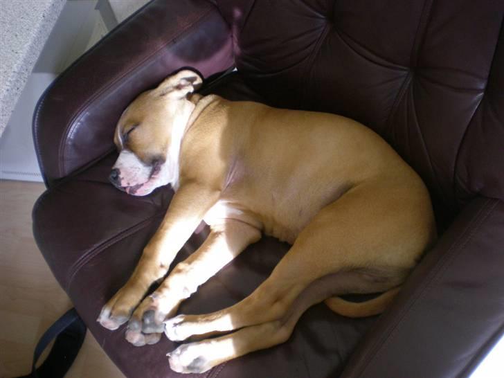 Amerikansk staffordshire terrier Bailey The Little Boss - Schh.. Jeg sover;) billede 18