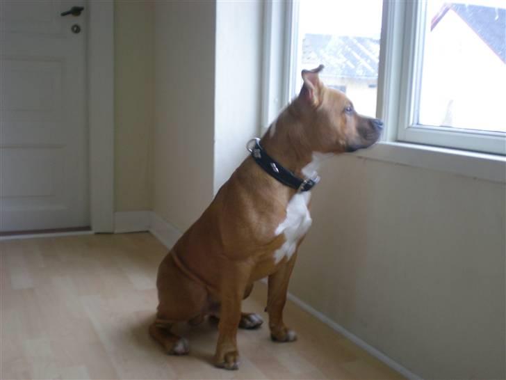 Amerikansk staffordshire terrier Bailey The Little Boss billede 19