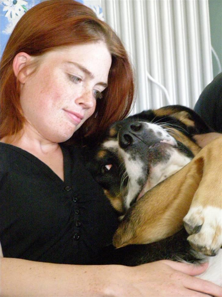 Blanding af racer Himmel hunden Basse - Hygge med mor i sofaen... billede 1