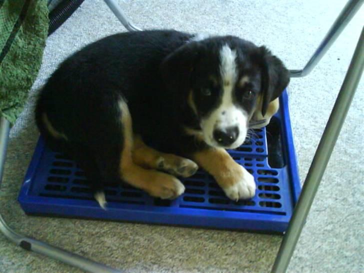 Blanding af racer Himmel hunden Basse billede 2