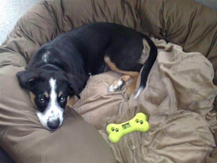 Blanding af racer Himmel hunden Basse billede 3